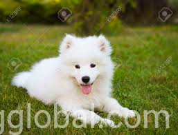 www.rentingglobal.com, renting, global, New York, NY, USA, be confident of the animal you are buying, Gates services 
