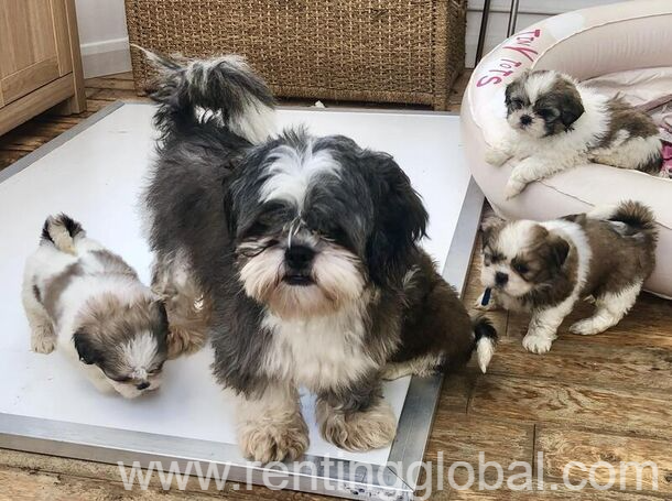 www.rentingglobal.com, renting, global, Unitag House Building, 150 Government Ave, Bab Al Bahrain,, المنامة، Bahrain, Beautiful Shih Tzu Babies