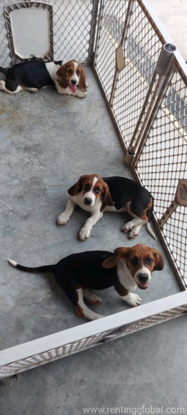 www.rentingglobal.com, renting, global, Michigan, USA, Dachshund  puppies available 