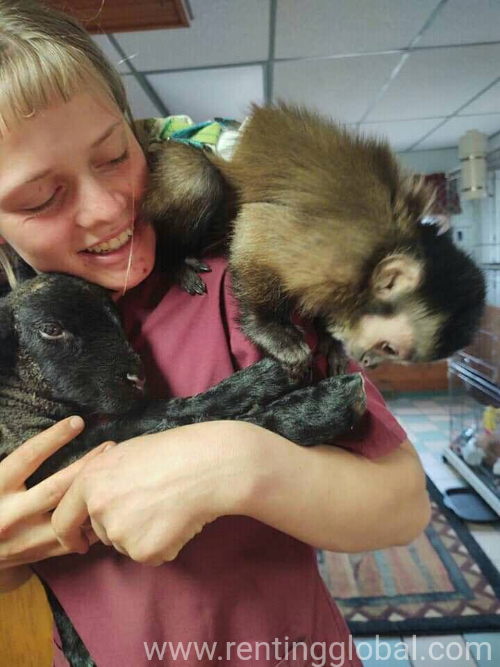 Capuchin monkeys