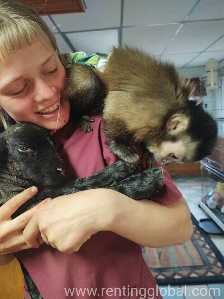 www.rentingglobal.com, renting, global, Dallas, TX, USA, Capuchin monkeys 