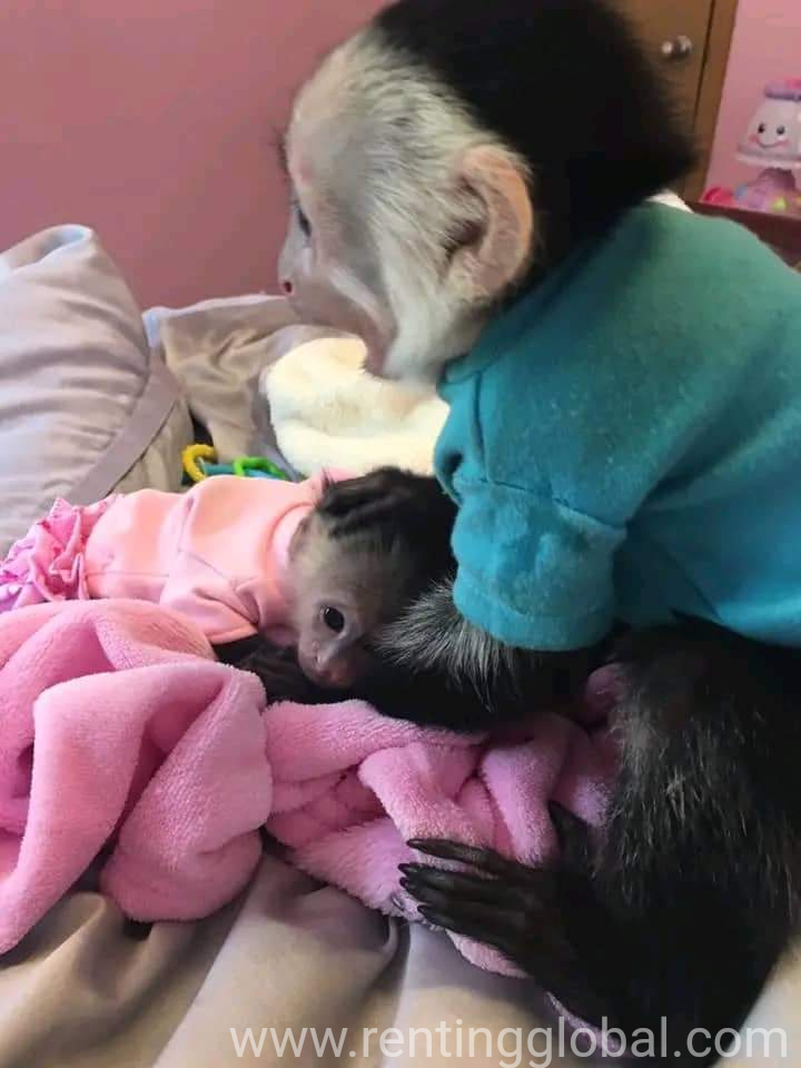 www.rentingglobal.com, renting, global, Florida, USA, Capuchin monkeys available 