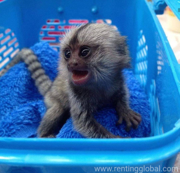 www.rentingglobal.com, renting, global, Dallas County, TX, USA, Marmoset monkeys available male 