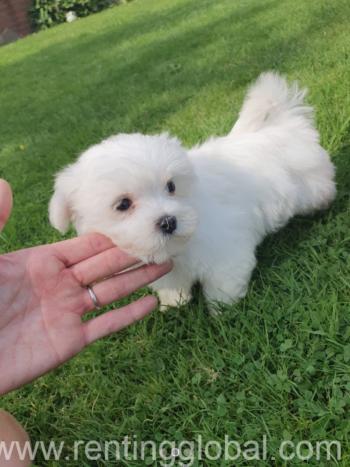 www.rentingglobal.com, renting, global, Texas City, TX, USA, Lovely Maltese Puppies For Sale