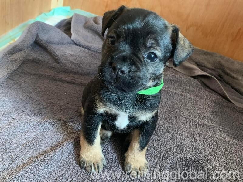 www.rentingglobal.com, renting, global, Pennsylvania, USA, puppies,  Unique French Schnauzer Puppies 