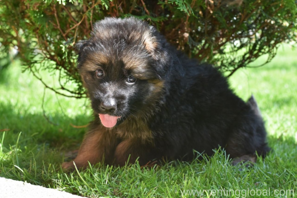 www.rentingglobal.com, renting, global, Texas, USA, german shepherd puppy,dogs for sale,puppies for sale,puppies for adoption,gsd for sale, german shepher puppy to be re home