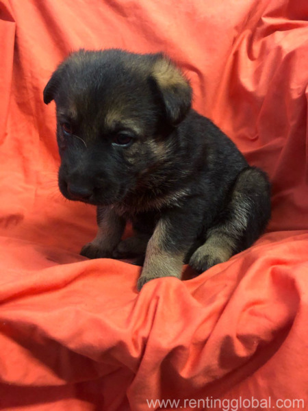 www.rentingglobal.com, renting, global, Texas, USA, german sherpherd puppy for sale,puppy for sale,gsp for sale,german shepherd puppy to be re home,  german sherpherd puppy for sale to be deliver free asap to your address