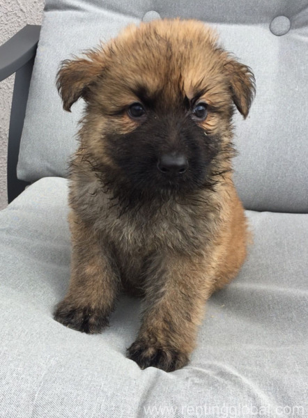 www.rentingglobal.com, renting, global, Dallas, TX, USA, puppy for sale,german shepherd puppy for sale,gsd for sale, german sherpherd puppy for sale