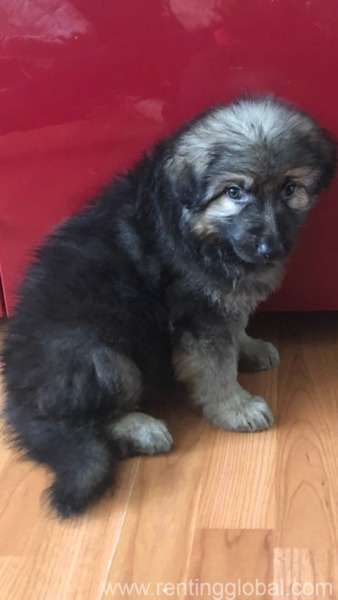 www.rentingglobal.com, renting, global, El Paso, TX, USA, german shepherd puppy for sale,puppy for sale,gsd for sale,free puppies, german shepherd puppy for sale