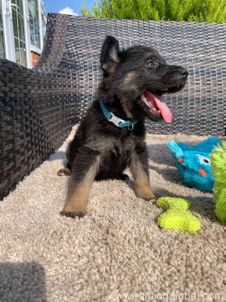 www.rentingglobal.com, renting, global, El Paso, TX, USA, german shepherd puppy for adoption,gsd for sale,puppy for sale,german shepherd puppy for sale,free puppy, german shepherd puppy for adoption