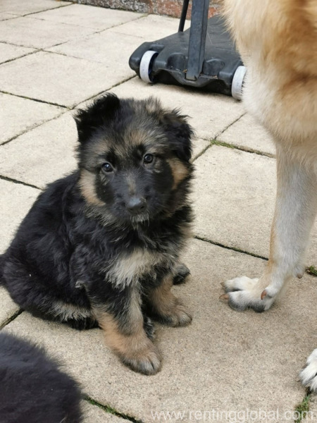 www.rentingglobal.com, renting, global, Los Angeles, CA, USA, german shepherd puppy for sale,puppy for sale,gsd for sale,free puppies,german shepherd puppy for adoption,  german shepherd puppy for sale 