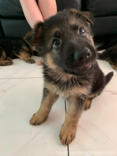 www.rentingglobal.com, renting, global, Long Beach, CA, USA, german shepherd puppy for adoption,free puppies,gsd for sale,puppy for sale, german shepherd puppy for free