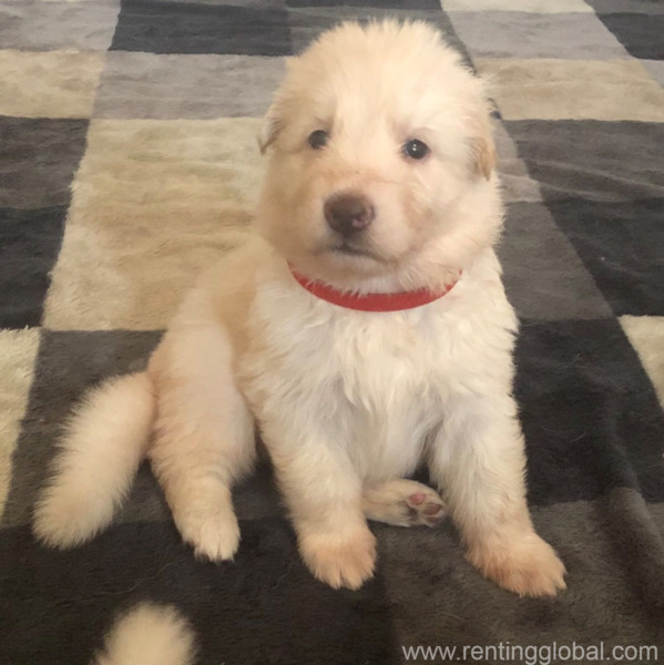 www.rentingglobal.com, renting, global, Bagdad, KY 40003, USA, german shepherd puppy for adoption,free puppies,gsd for sale,puppy for sale,german shepherd puppy for sale,  german shepherd puppy for sale