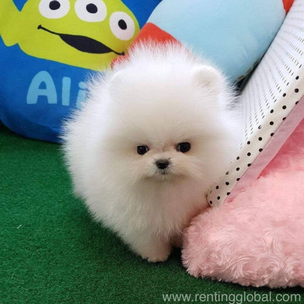 www.rentingglobal.com, renting, global, 3, Race Course Rd, Race Course, Gopalapuram, Coimbatore, Tamil Nadu 641018, India, Cute puppies Pomeranian 