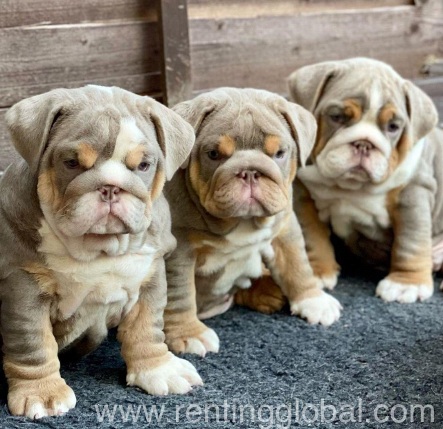 www.rentingglobal.com, renting, global, 299 Galle Rd, Colombo 00300, Sri Lanka, Bulldog puppies 