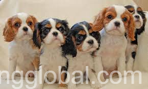 www.rentingglobal.com, renting, global, Florida, USA, cute and beautiful cavalier king charles spaniel puppies for sale, Cavalier king charles spaniel puppies for giveaway available. Tricolor males and females.
