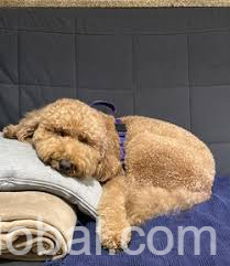 www.rentingglobal.com, renting, global, Delray Beach, FL, USA, Wheat Free Dog Treats