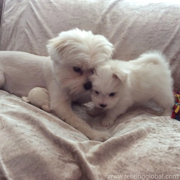 www.rentingglobal.com, renting, global, Atlanta, GA, USA, Maltese Puppies now ready