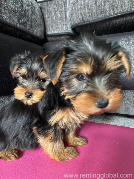 www.rentingglobal.com, renting, global, New Jersey, USA, Male and female Yorkie puppies now ready 
