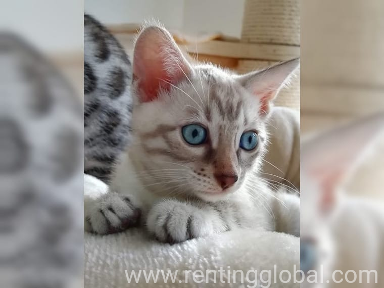 www.rentingglobal.com, renting, global, Dortmund, Germany, kittens, Cats,Kittens for sale.