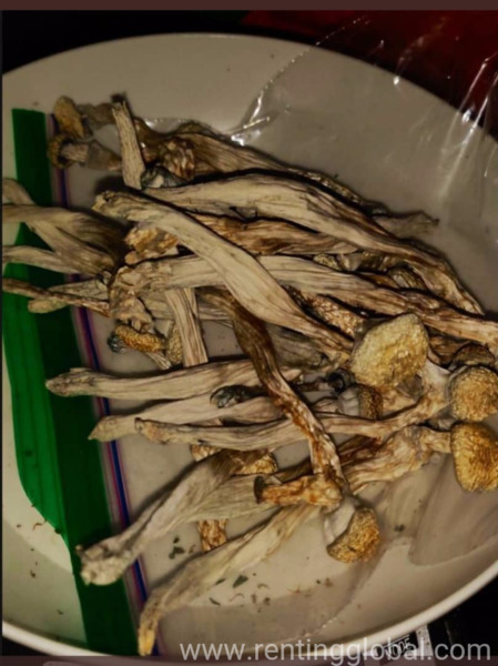 www.rentingglobal.com, renting, global, California, USA, dmt, Psychedelic lsd,dmt and magical mushrooms 