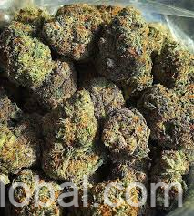 www.rentingglobal.com, renting, global, New York, NY, USA,  TOP GRADE MEDICAL MARIJUANA. BUY NOW. CALL OR TEXT.(854) 529-8450 OR EMAIL. jbentacura@gmail.com