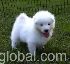 www.rentingglobal.com, renting, global, Los Angeles, CA, USA, samoyed puppies 