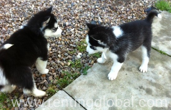 www.rentingglobal.com, renting, global, Texas City, TX, USA, Free Seberian husky 