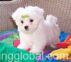 www.rentingglobal.com, renting, global, Detroit, MI 48219, USA, adorable maltese puppies now available., Adorable Maltese puppies now available. 