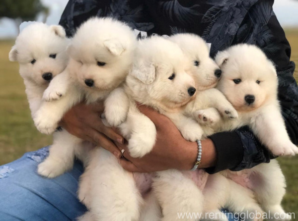 www.rentingglobal.com, renting, global, 14900 N Beck Rd, Plymouth, MI 48170, USA, adorable puppies, Cute Samoyed puppies for adoption 