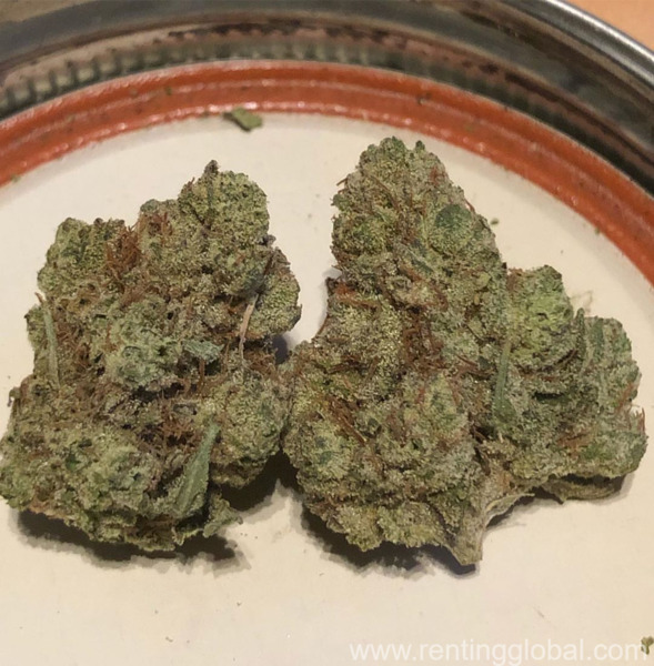www.rentingglobal.com, renting, global, Australia, cannabis and blueberry, medical cannabis ready for quick delivery 