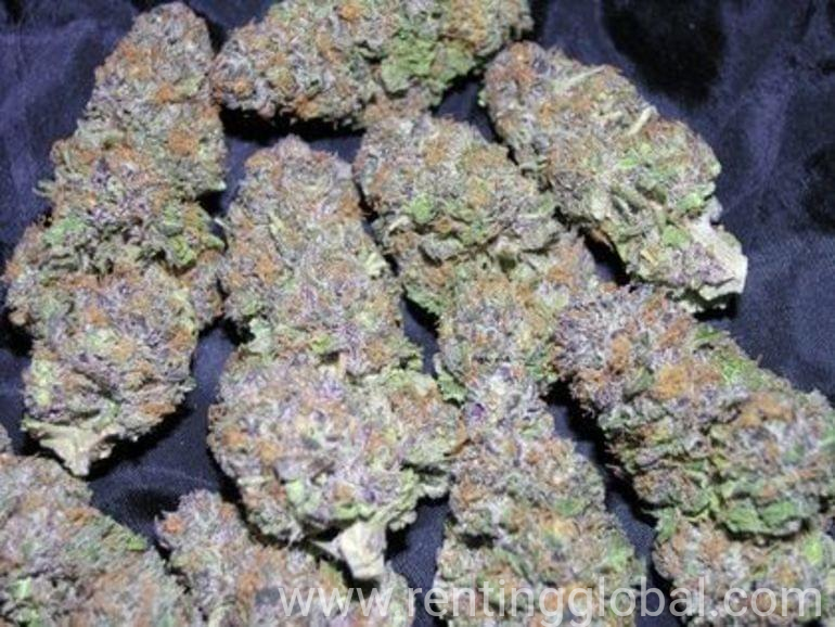 www.rentingglobal.com, renting, global, 1515 NE Broadway St, Portland, OR 97232, USA, buy weed online,marijuana for sale,buy weed online cheap,buy marijuana online cheap,where to buy weed online,marijuana for sale online cheap, Buy Medical marijuana Online