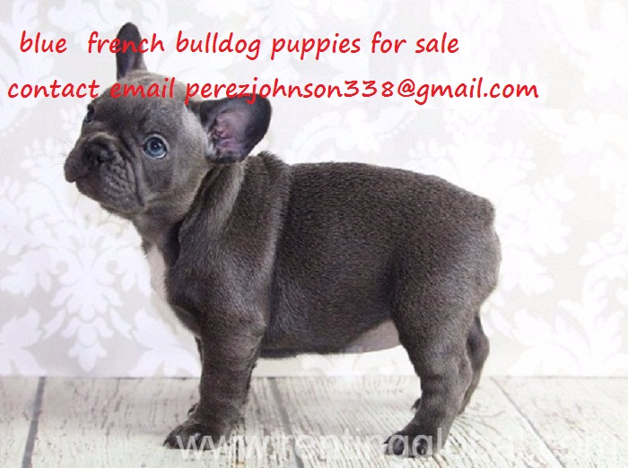 www.rentingglobal.com, renting, global, Cyprus, blue french bulldog puppies  for sale male and females, Blue French Bulldog Puppies  for sale male and females 