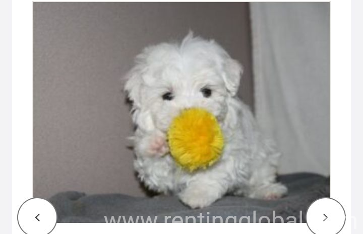 www.rentingglobal.com, renting, global, New Delhi, Delhi, India, Free puppies for adoption