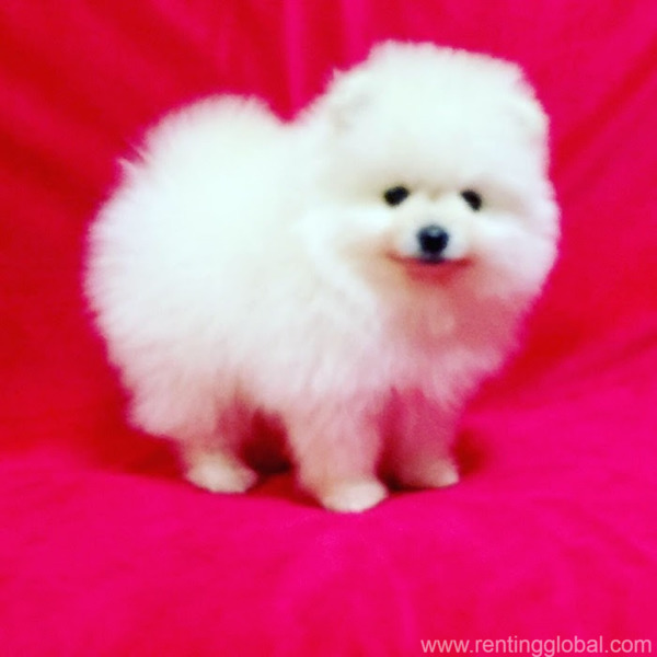 www.rentingglobal.com, renting, global, Abu Dhabi - United Arab Emirates, Beautiful Pomeranian puppies for good home