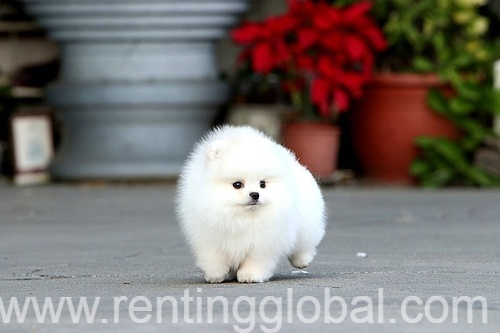 www.rentingglobal.com, renting, global, Los Angeles, CA, USA,  Beautiful Pomeranian puppies for good home