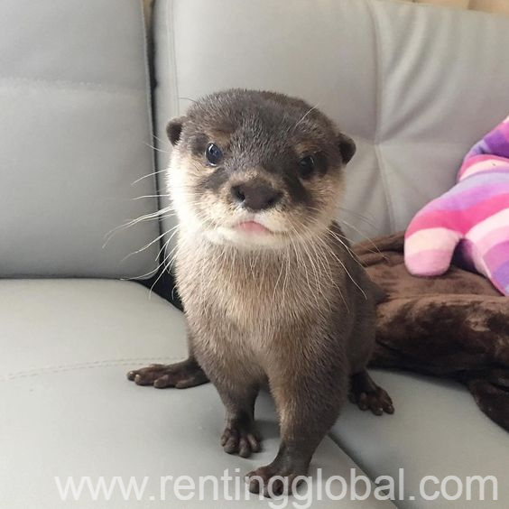 www.rentingglobal.com, renting, global, California City, CA, USA, ADORABLE ASIAN SMALL-CLAWED OTTER DUO BORN