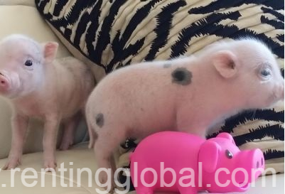www.rentingglobal.com, renting, global, 1650 E Randol Mill Rd, Arlington, TX 76011, USA, MICRO MINI PIGLETS FOR SALE.