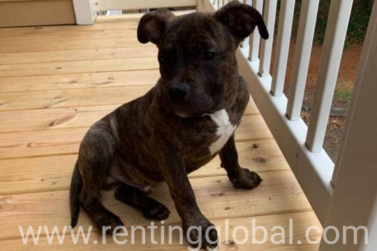 www.rentingglobal.com, renting, global, California, USA, keep, German Shepard 
