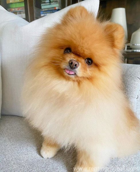 www.rentingglobal.com, renting, global, Phoenix, AZ, USA, pomeranians, Pet