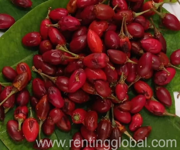 www.rentingglobal.com, renting, global, San Francisco, CA, USA, drugs,pills,kush,cocaine,coca seeds, Coca seeds,marijuana and cocaine for sale.