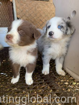 www.rentingglobal.com, renting, global, Los Angeles, CA, USA, puppy, Play full puppy