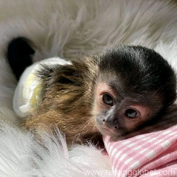 www.rentingglobal.com, renting, global, Canada, Adorable male and female Capuchin monkeys