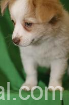 www.rentingglobal.com, renting, global, 42 Marine Parade, Southport QLD 4215, Australia, chihuahua puppies for adoption   i'm so happy that you are looking at my pictures. i'm even cuter in person! everyone loves me! i have been told that i have a beautiful coat. it's fluffy and baby soft. just think of all the fun things we can do together. we can shop for puppy toys together, take long walks on for more email at debicelena15@gmail.com the beach or just stay at home watch a good movie on tv. i promise to meet you at the door every day, ready to play and cuddle, so choose me! i will be waiting by the phone for your call.” i will be up to date on all my vaccinations. email me at debicelena15@gmail.com, chihuahua puppies for adoption 