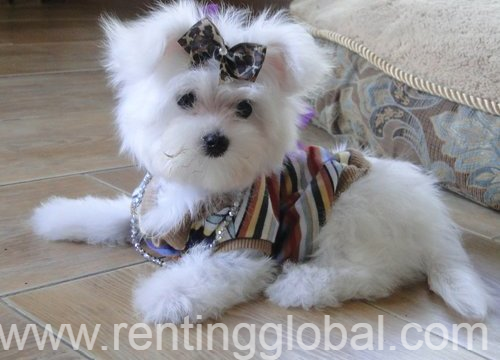 www.rentingglobal.com, renting, global, 1638 Steve Irwin Way, Beerwah QLD 4519, Australia, beautiful white maltese puppies available for rehoming  beautiful white maltese puppies available for rehomin,puppies are ready for their new families and homes.they are 12 weeks old and current on shots with all paper work and love to play with kids and other pets if your interested in one please email(debicelena15@gmail.com ) to get more details., BEAUTIFUL WHITE MALTESE PUPPIES AVAILABLE FOR REHOMING 