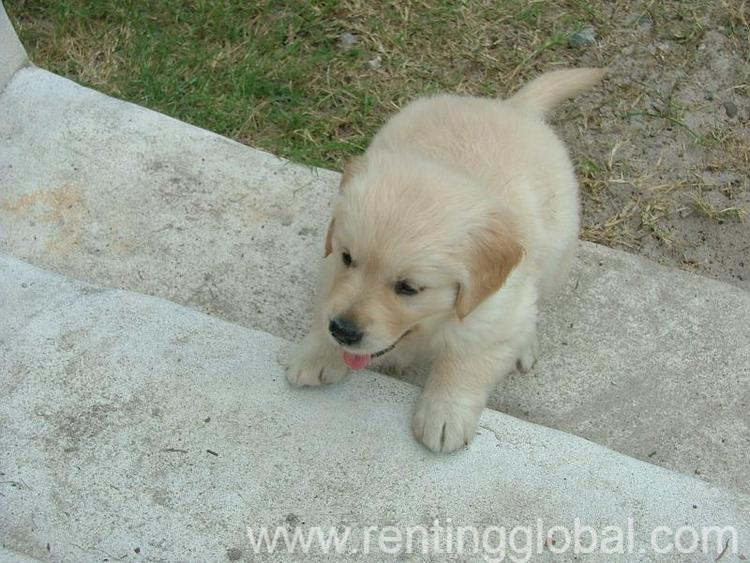 www.rentingglobal.com, renting, global, United States, GOLDEN RETRIEVER PUPPIES LOOKING FOR A NEW HOME