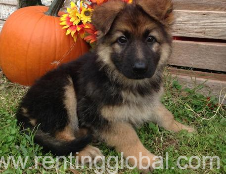 www.rentingglobal.com, renting, global, 42 Marine Parade, Southport QLD 4215, Australia, MALE and female GERMAN SHEPHERD PUPPIES FOR ADOPTION