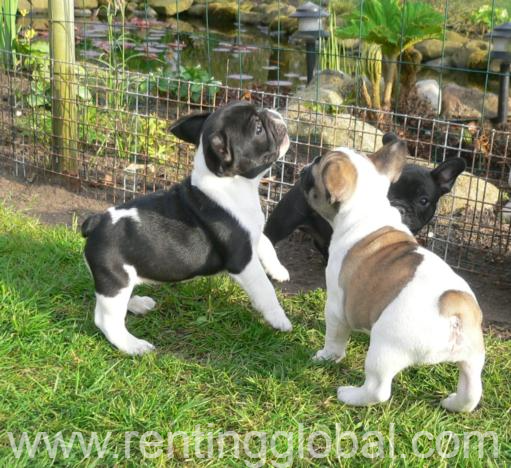www.rentingglobal.com, renting, global, Cyprus, French bulldog puppies