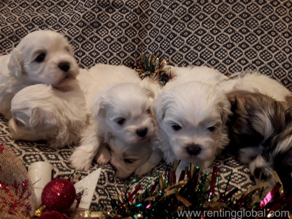 www.rentingglobal.com, renting, global, Dabrowa Gornicza, Poland, we have for sale 6 beautiful kc registered shih tzu puppies., Stunning Kc Registered Shih Tzu Puppies