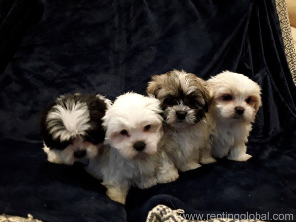 www.rentingglobal.com, renting, global, Whau Valley Road, Whau Valley, Whangarei 0112, New Zealand, shih tzu puppies for sale,  adorable Shih tzu puppies for sale